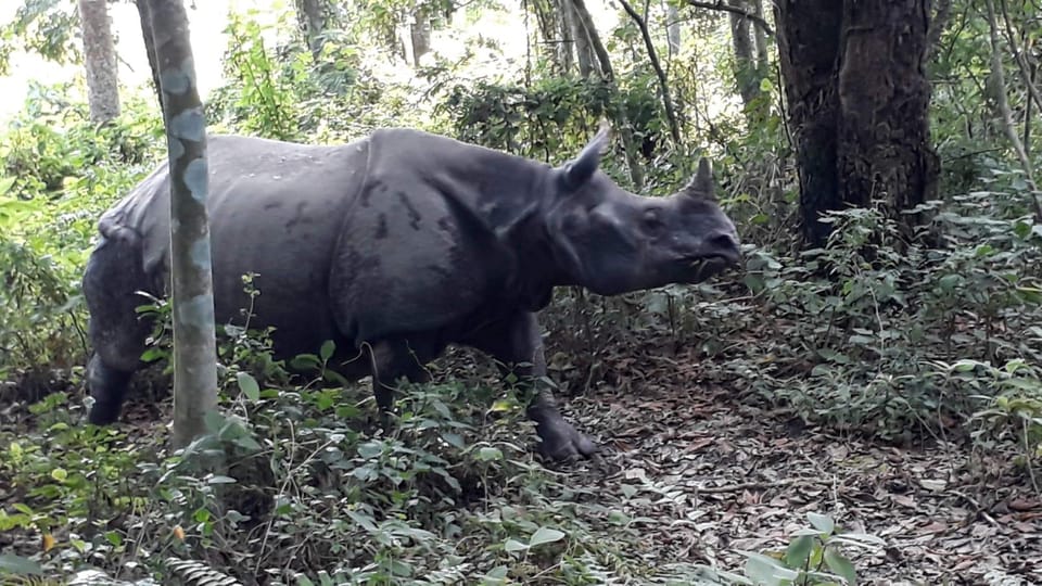 From Kathmandu or Pokhara: 4-Day Chitwan National Park Tour - Cultural Experiences