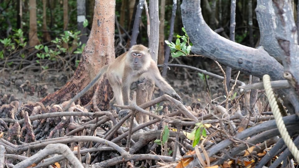 From Ko Lanta: Mangrove Eco-Excursion by Longtail Boat - Inclusion and Exclusion