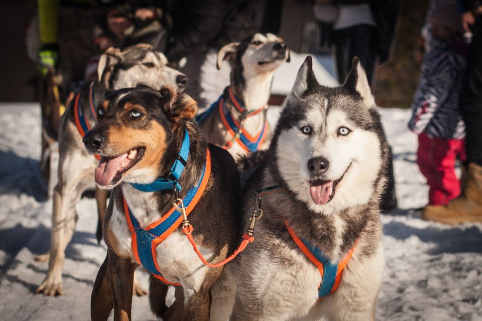 From Krakow: Dogsled Ride in Tatra Mountain - Interaction at the Husky Reserve