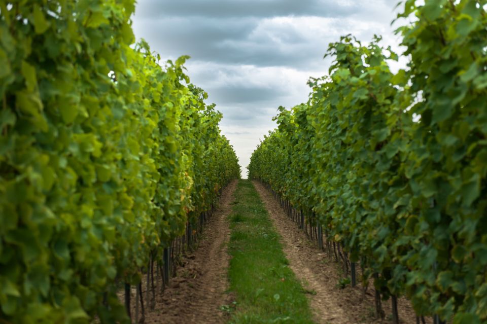 From Krakow: Wine Tasting at Vineyard - Group Size Information