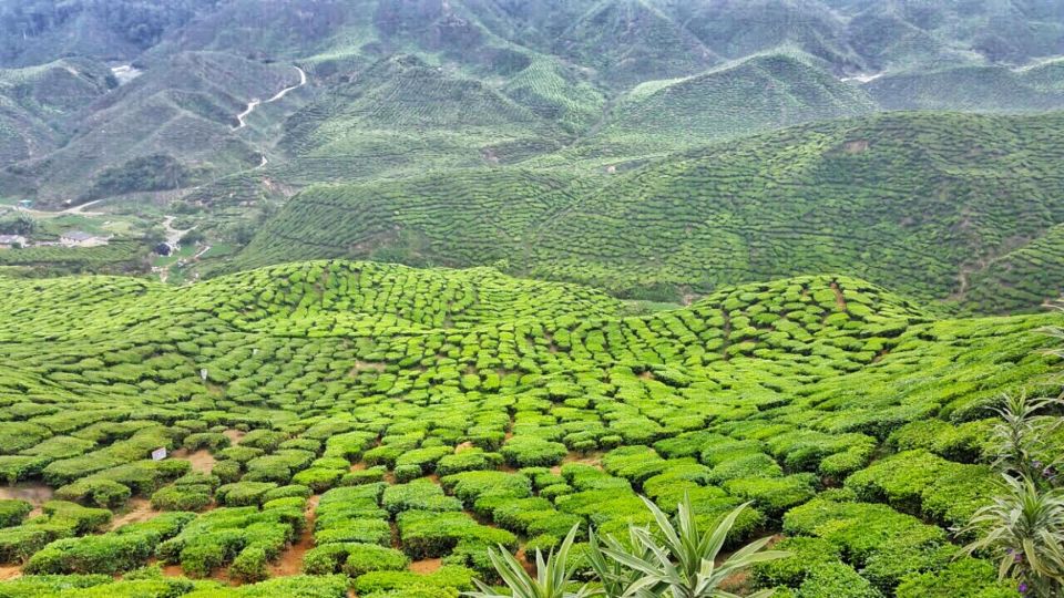 From Kuala Lumpur: Cameron Highlands Day Tour With Lunch - Tour Details