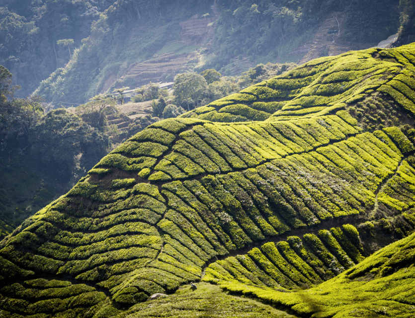 From Kuala Lumpur: Cameron Highlands Private Guided Tour - Customer Feedback