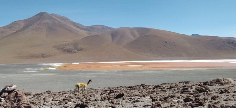From La Paz: Uyuni Salt Flats and Red Lagoon by Bus - Inclusions and Amenities