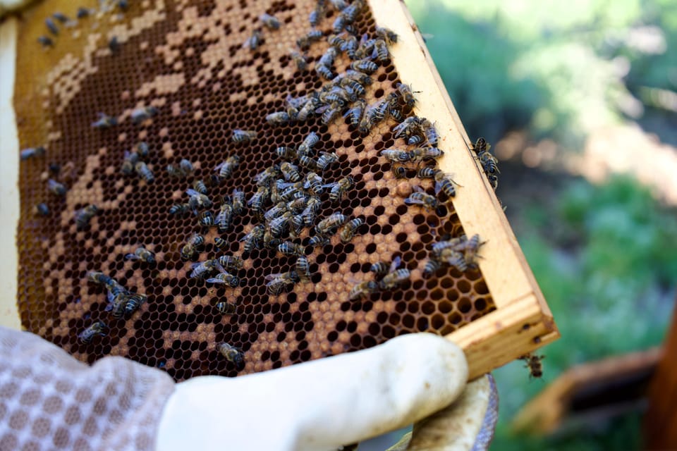 From Ljubljana: All About Bees - Beekeeping in Slovenia