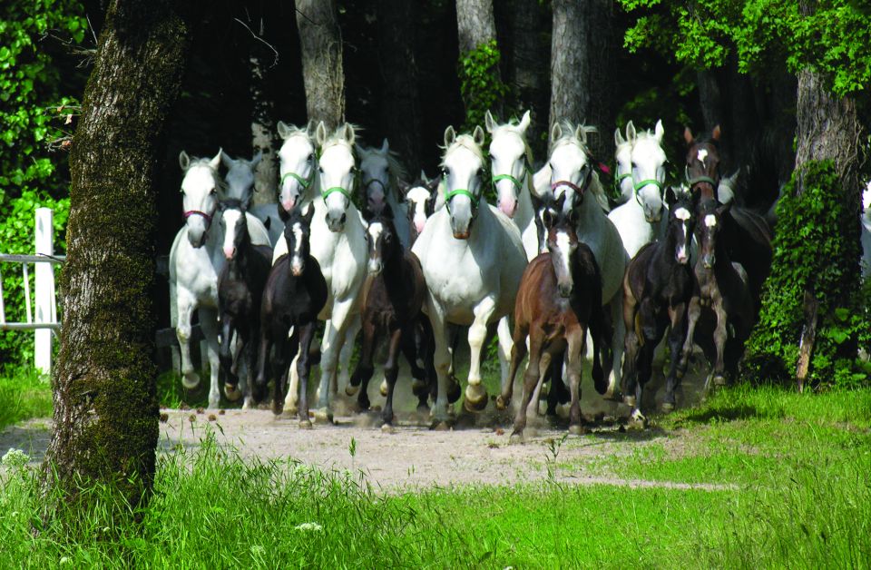 From Ljubljana: Lipica Stud Farm and Piran Full-Day Tour - Frequently Asked Questions