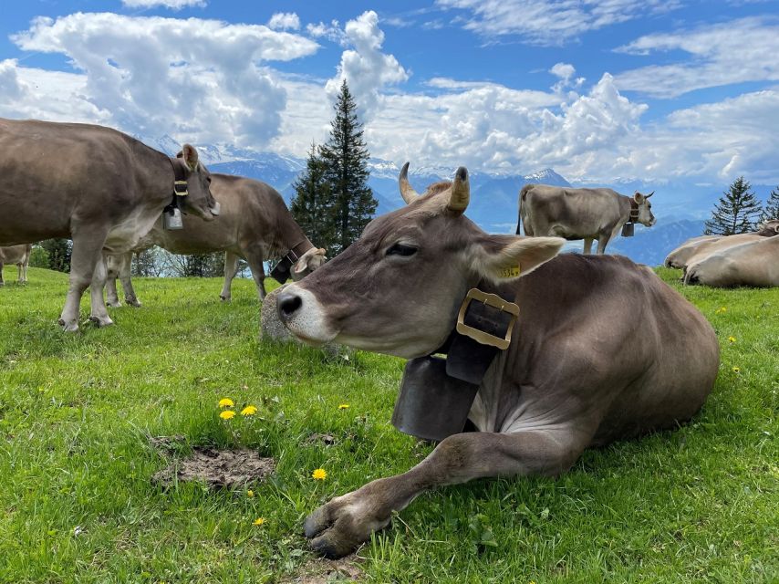 From Lucerne: Mount Rigi Day Trip With Cruise and Cable Car - Customer Experiences