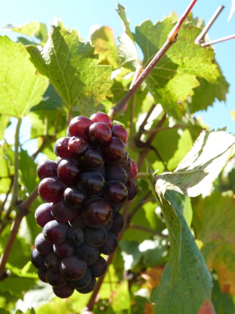 From Lyon: Beaujolais Wine Tasting Day Tour - Preparing for Your Tour