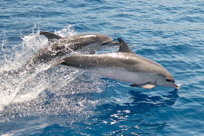 From Maalaea: Lanai Snorkel & Dolphin Encounter on Quicksilver - Wildlife Encounter Expectations