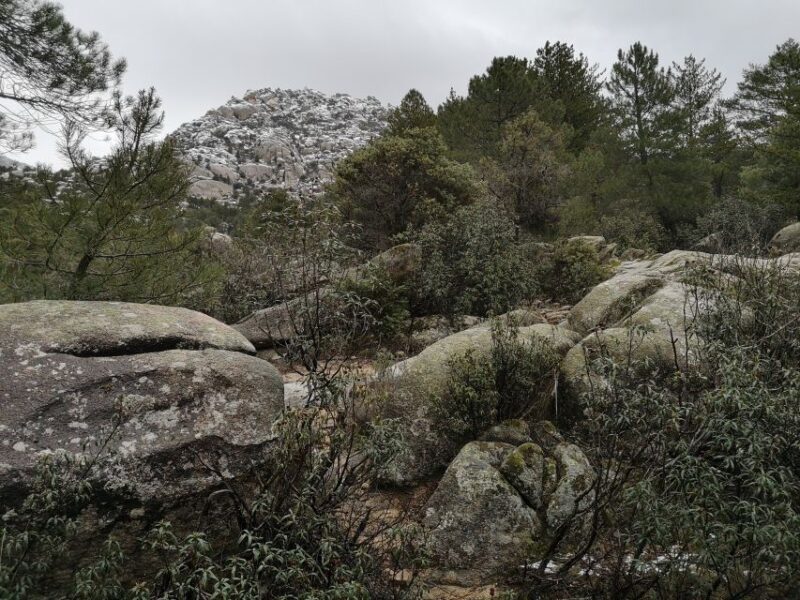 From Madrid: Day Trip to Guadarrama National Park - Wildlife and Ecosystems