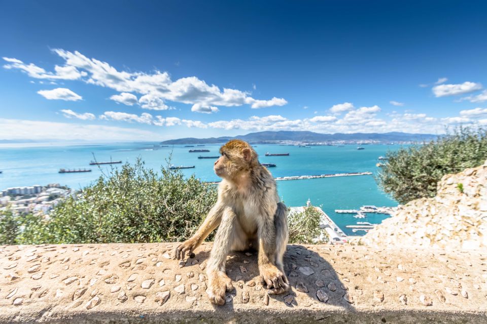 From Malaga and Costa Del Sol: Gibraltar Shopping Tour - Transportation and Guide Details