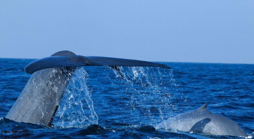 From Mirissa: Exclusive Whales & Dolphins Watching Tour - Pickup and Drop-off Locations