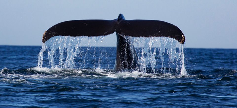 From Mirissa: Private Whale Watching Tour With Sunset - Inclusions