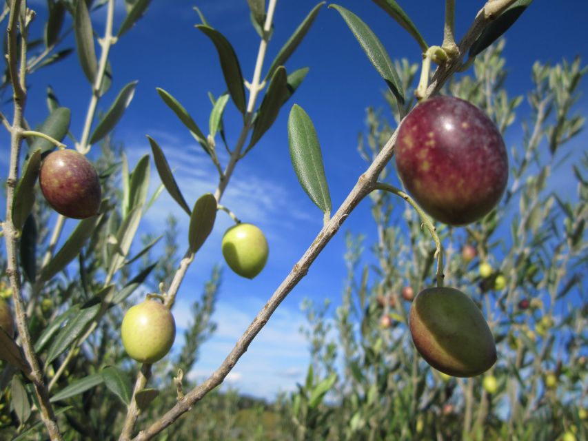 From Montpellier: Wine and Olive Tour - Important Information