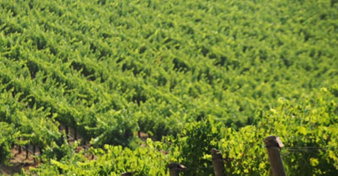 From Napa: Santa Rosa Wine Tasting Tour - Tips for Enjoying the Tour