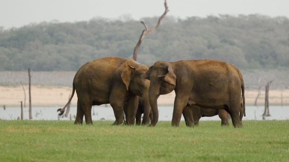 From Negombo: Minneriya National Park Safari Tour - Inclusions and Exclusions