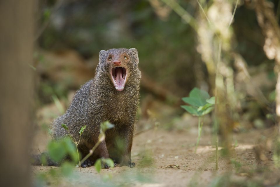 From Negombo: Wilpattu National Park Safari Guided Day Tour - Important Information