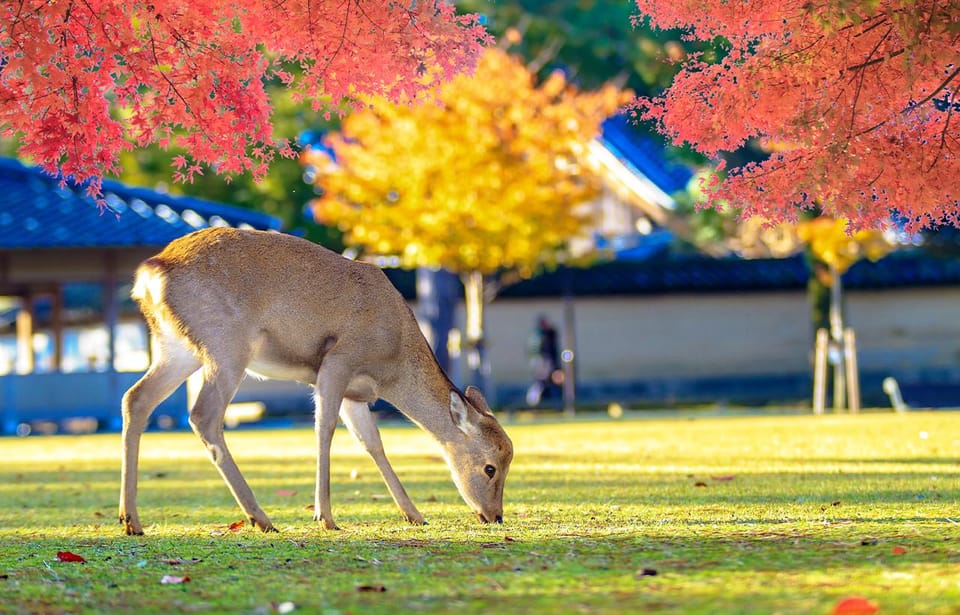 From Osaka: Nara, Uji Matcha Experience and Hot Spring Tour - Meeting Point Details