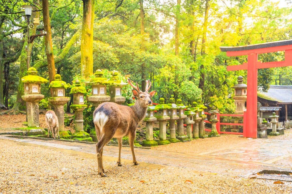 From Osaka to Kyoto and Nara Day Tour With Deer Sightings - Inclusions and Amenities