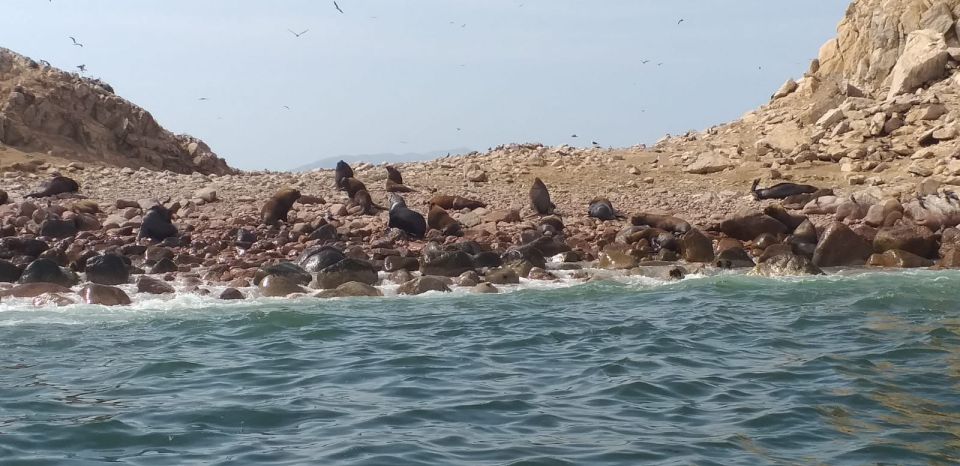 From Paracas: Ballestas Island Cruise & Paracas Reserve Tour - Meeting Point Details