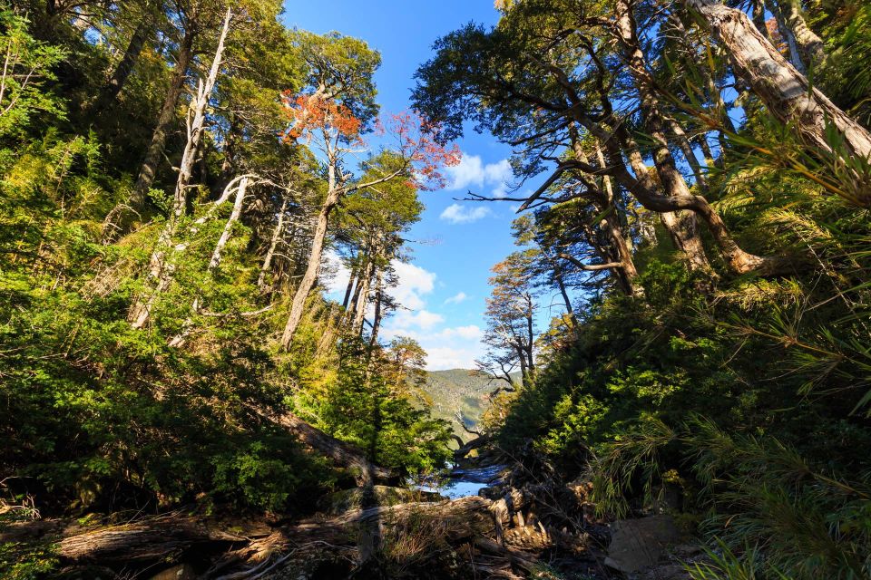 From Pucón: Huerquehue National Park Hiking Tour - Inclusions