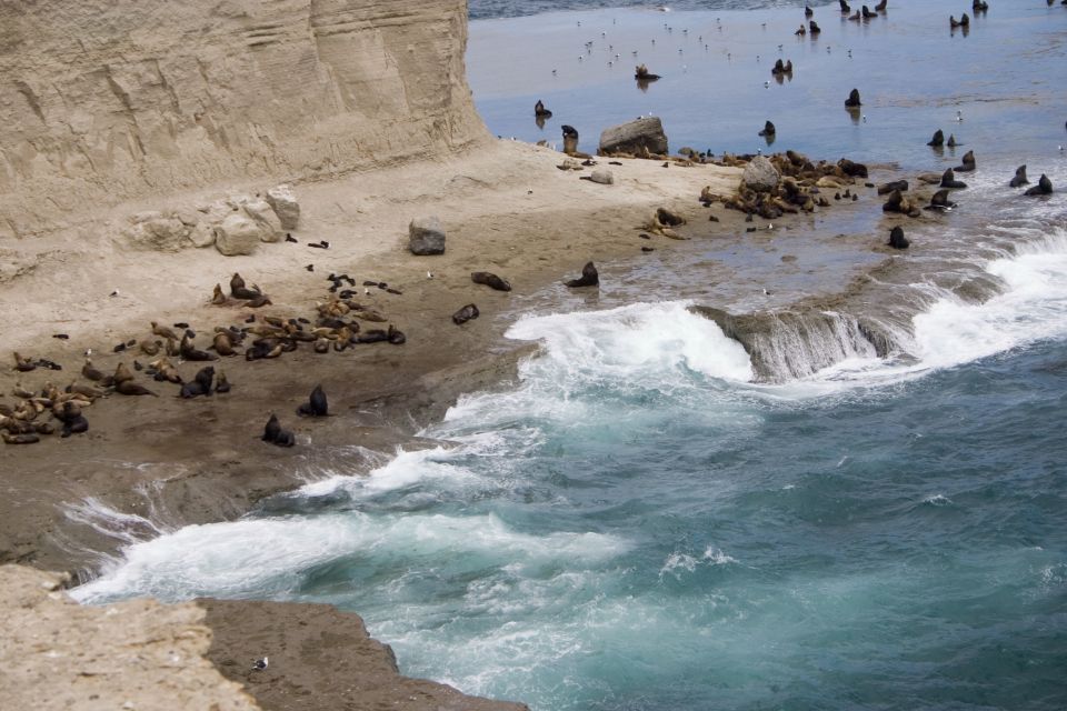 From Puerto Madryn: Valdes Peninsula Full-Day Tour - Frequently Asked Questions