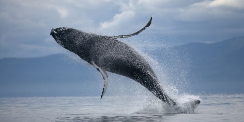 From Reykjavik: Buggy & Whale Watching Adventure - Lunch Options