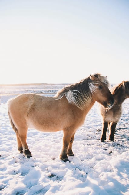 From Reykjavik: Golden Circle by VAN & PRO Photos - Customer Experience