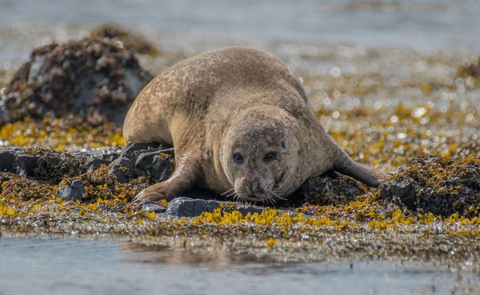 From Reykjavik: Snæfellsnes Peninsula Tour With PRO Photos - Included Services