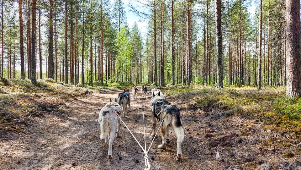 From Rovaniemi: Autumn Husky Safari Adventure - Customer Experience and Ratings