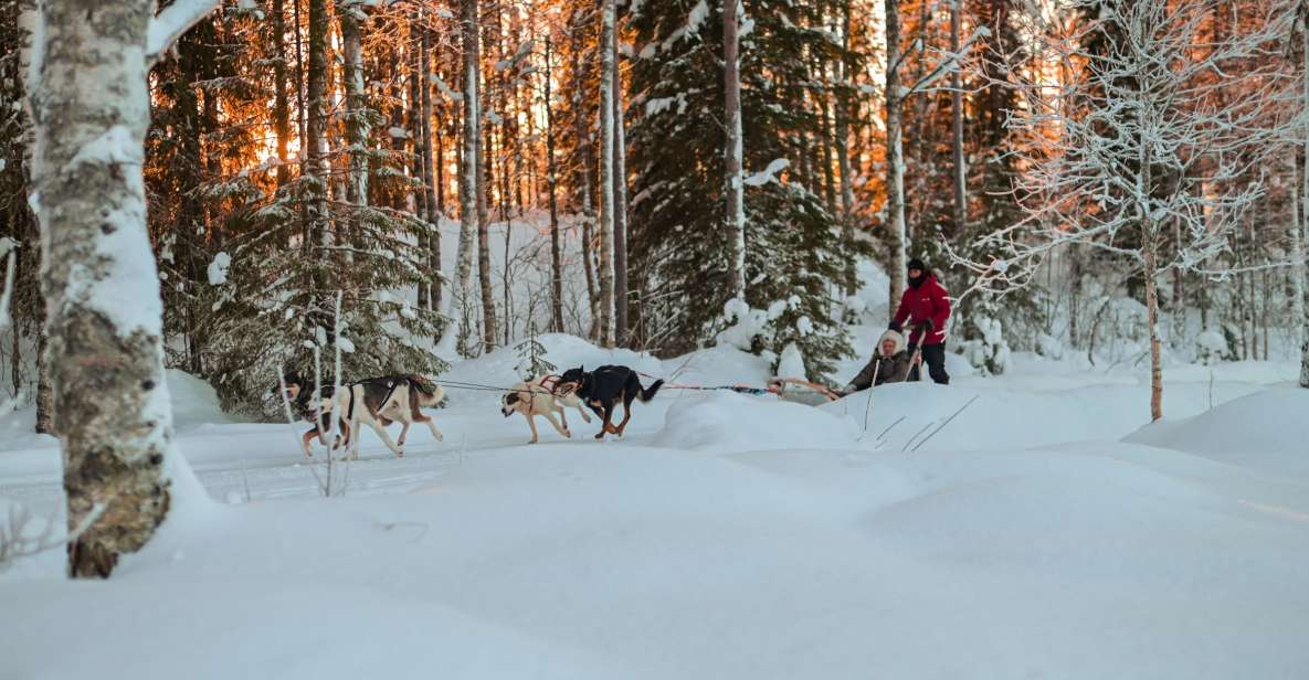 From Rovaniemi: Husky Safari and Salmon Ice Fishing - Husky Sledding Highlights