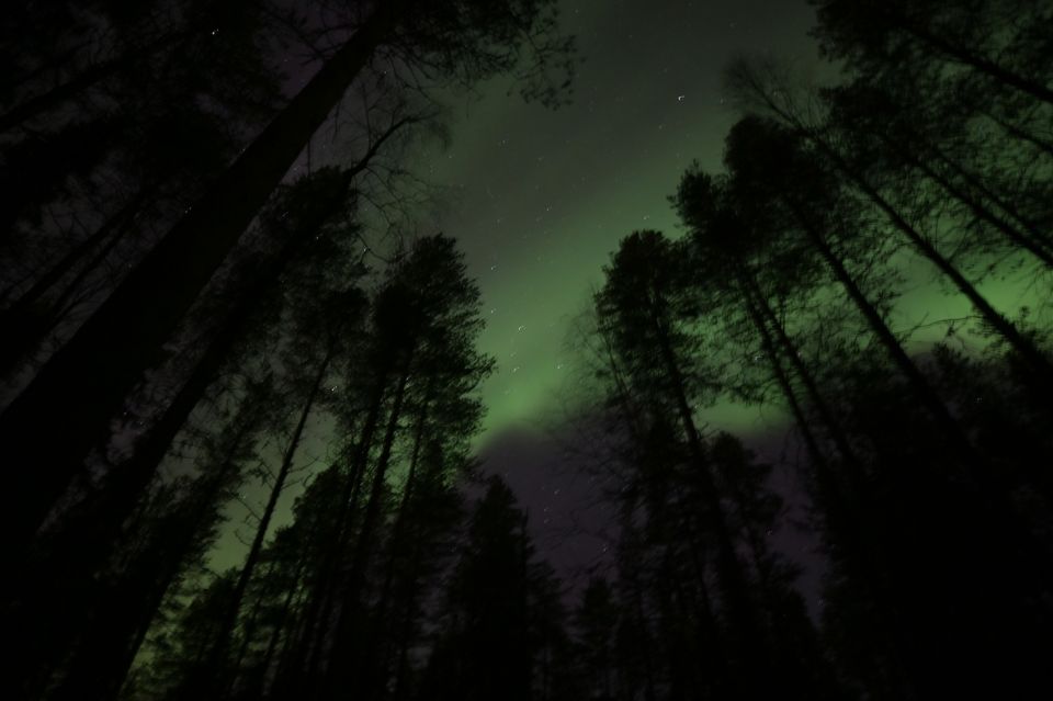 From Rovaniemi: Northern Lights Experience With Campfire - What to Expect on Tour