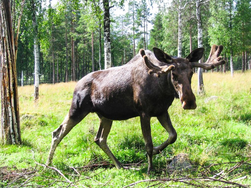 From Rovaniemi: Private Tour to Ranua Zoo - Scenic Journey to the Zoo