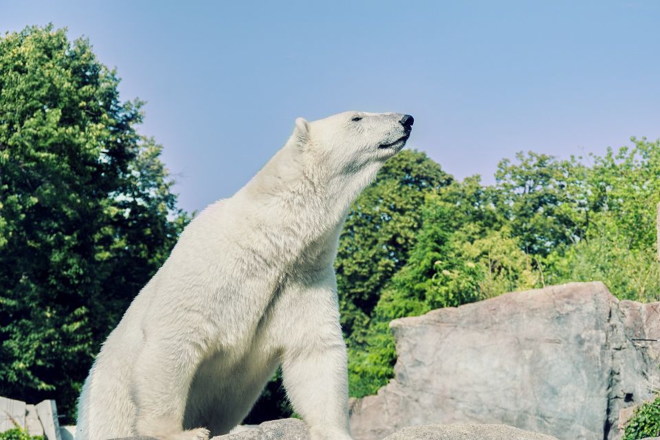 From Rovaniemi: Ranua Arctic Zoo With Entry Ticket - Inclusions and Benefits