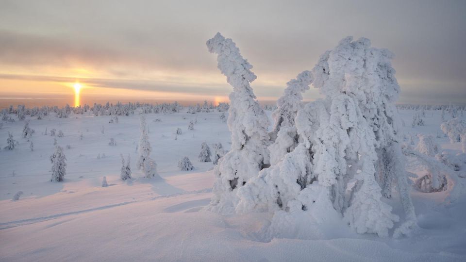 From Rovaniemi: Winter Wonderland Hike With a Hot Drink - What to Expect