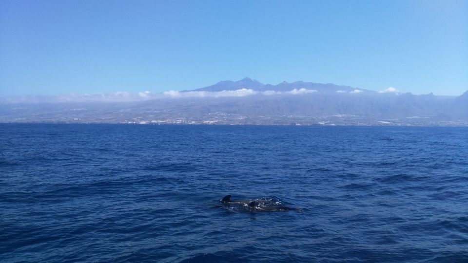 From San Juan Beach : Marine Life Cruise - Participant Information