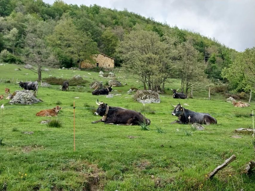 From Santander: Pilgrimage Day to Santo Toribio - Monastery of Santo Toribio