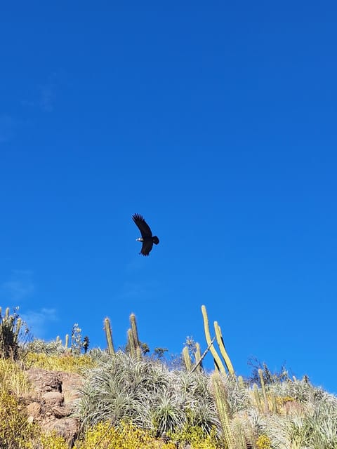 From Santiago: Andes Lookout, Half-Day Hike - Inclusions and Equipment