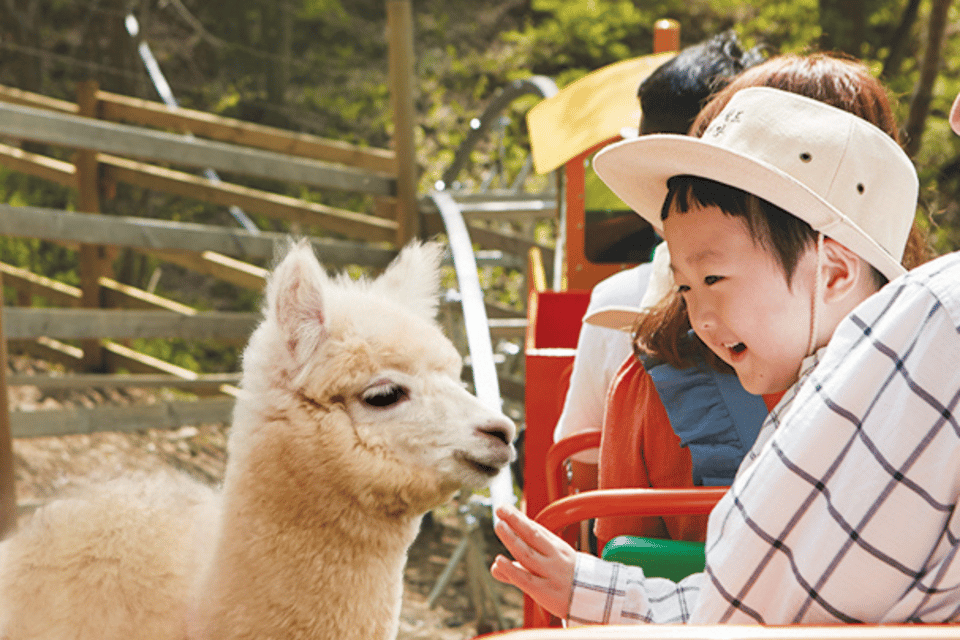 From Seoul: Alpaca Farm With Rail Bike/ Luge Racing - Luge Racing Option