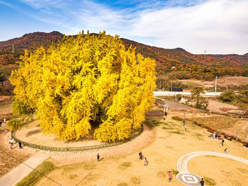 From Seoul: Autumn Instagrammable Tour - Experience Highlights and Inclusions