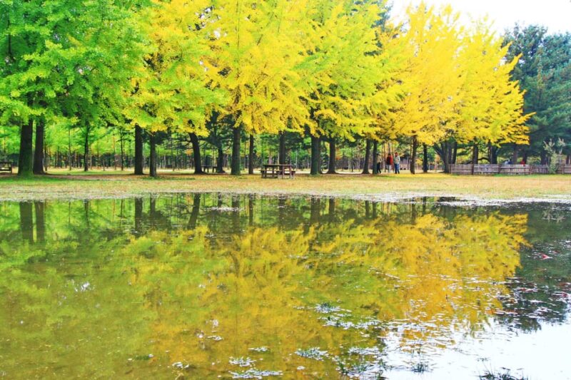 From Seoul: Mt. Samak-Cable Car/Nami/Alpaca(+Rail Bike) Tour - Alpaca World