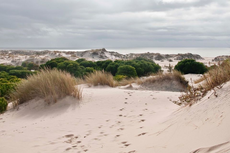 From Seville: Doñana National Park Day Trip - Habitat Exploration