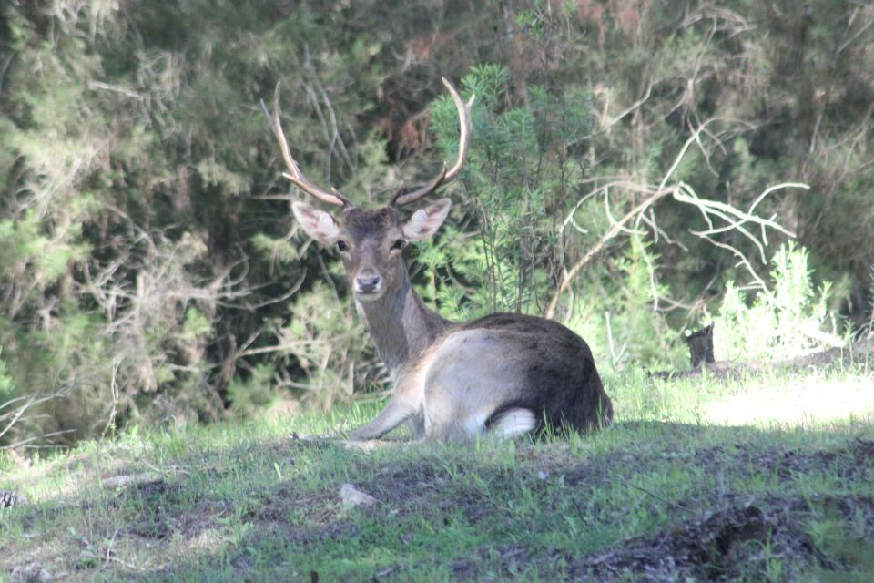 From Seville: Private Tour Doñana Park, El Rocío & Beach - Pickup and Drop-off Locations