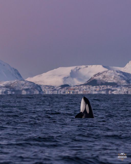 From Skjervøy: Whale Watching in a Heated Cabin Cruiser - Safety Guidelines