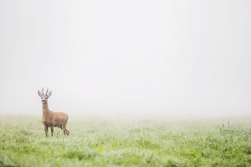 From Stockholm: Wildlife Safari With Campfire Dinner - Itinerary Breakdown