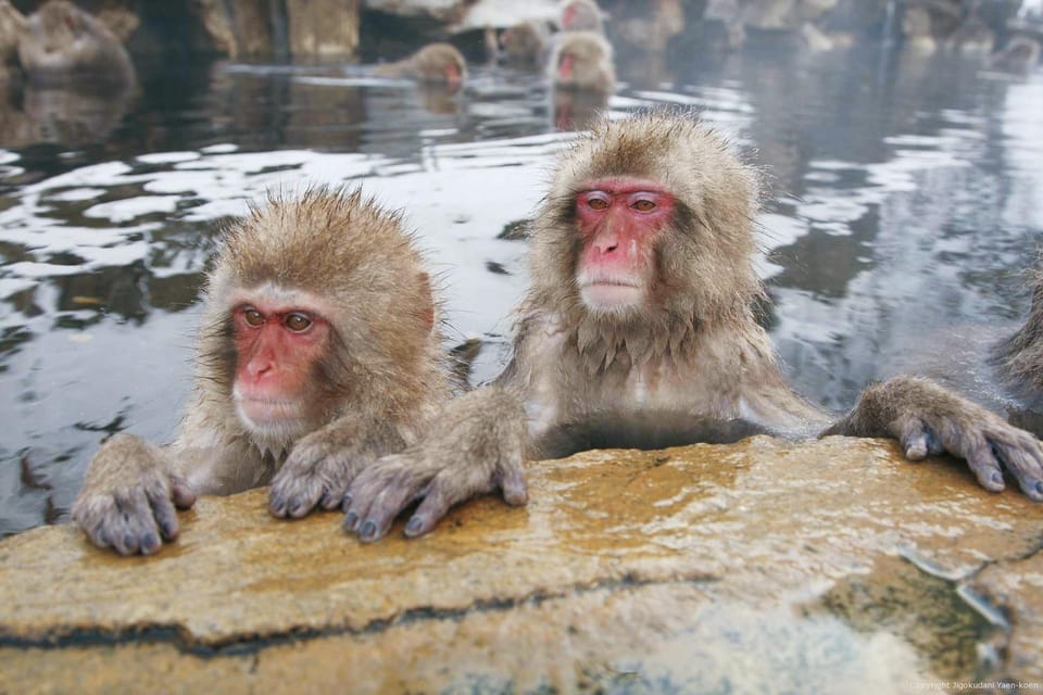 From Tokyo Memorable Snow Monkey Park & Zenkoji Temple Tour. - Additional Services and Notes