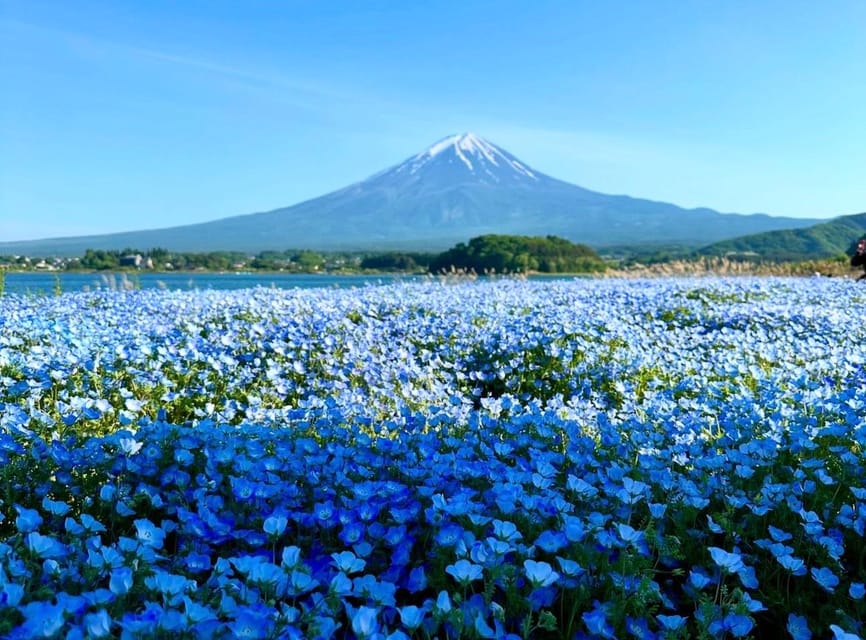 From Tokyo: Mount Fuji Day Tour With English Speaking Driver - Important Information