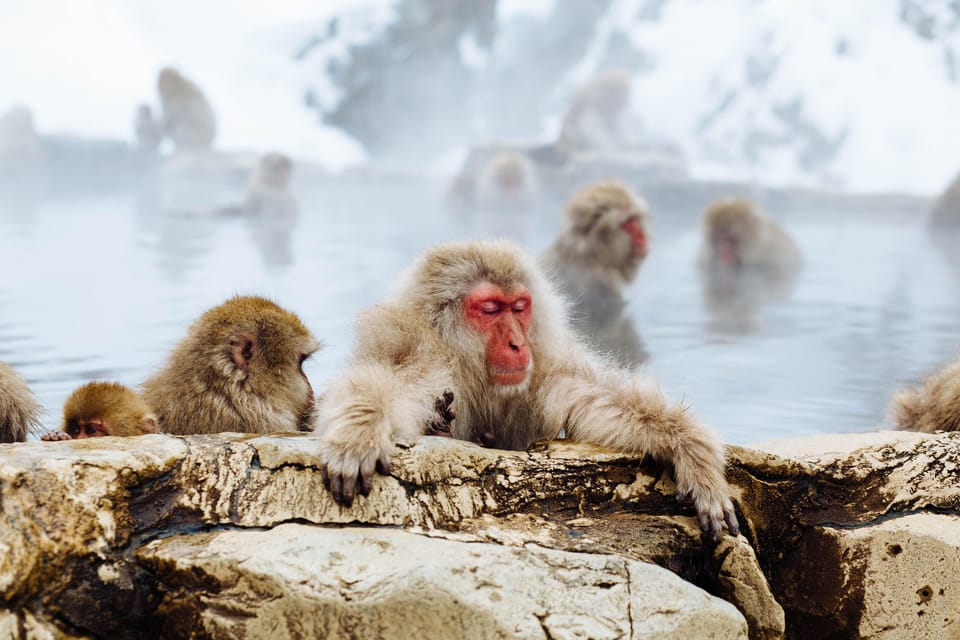 From Tokyo: Nagano, Zenkoji Temple, Snow Monkeys Day Trip - Important Information