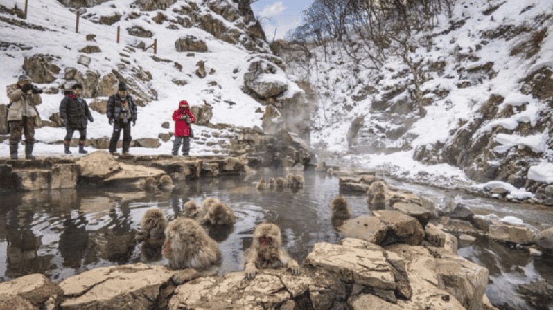 From Tokyo: Private Tour Snow Monkey Park & Zenko-ji Temple - Important Recommendations