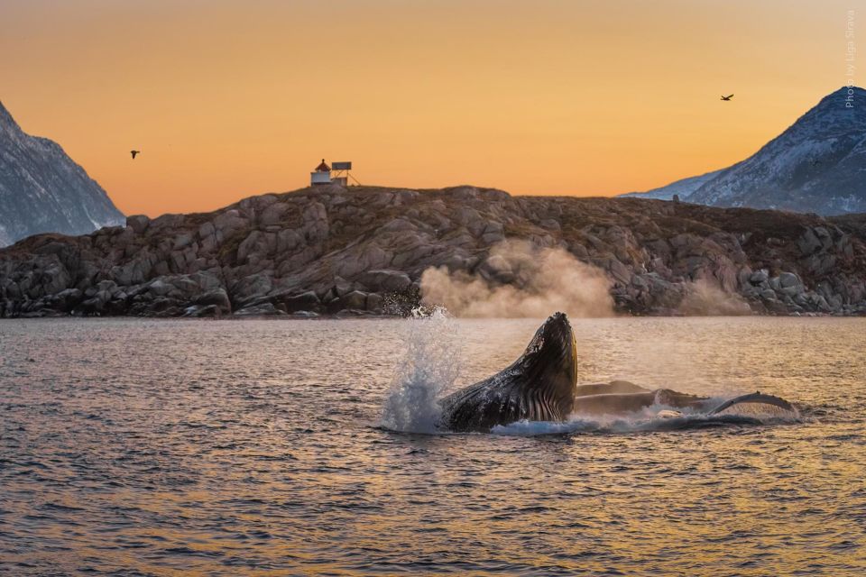 From Tromsø: Overnight Northern Lights & Whale Watching Tour - Included Features and Amenities