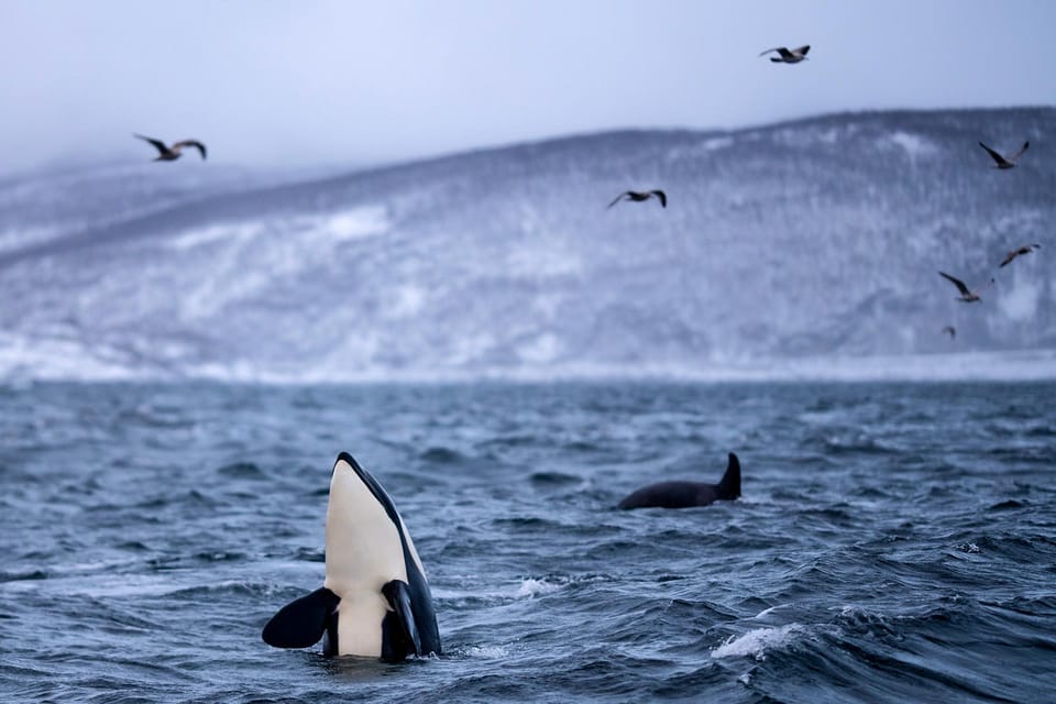 From Tromso: Whale Watching in Magic Skjervoy - Customer Ratings and Feedback